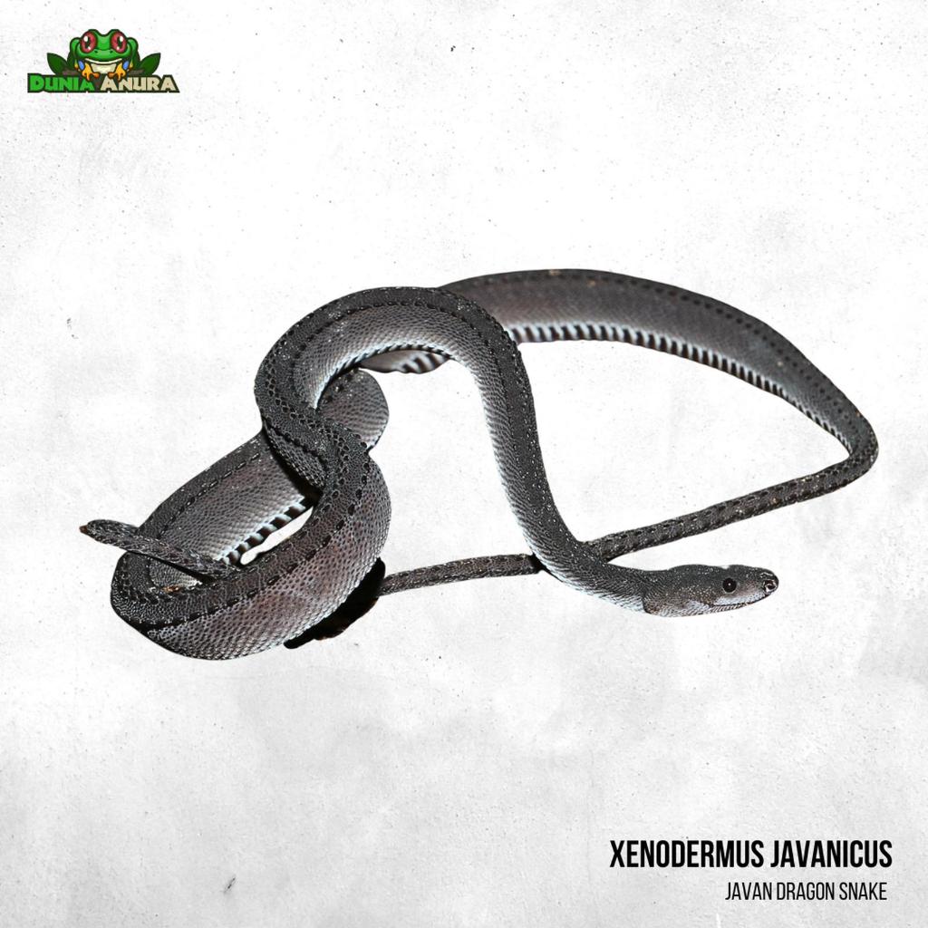Xenodermus javanicus