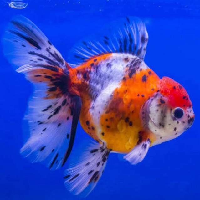 [Chan Aquatic] Ikan Hias Koki Oranda Rosetail Size M