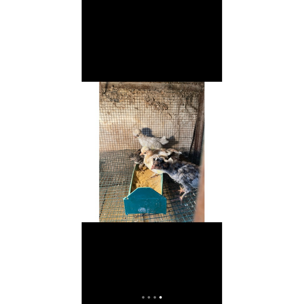 POLANDIA HIAS / AYAM HIAS