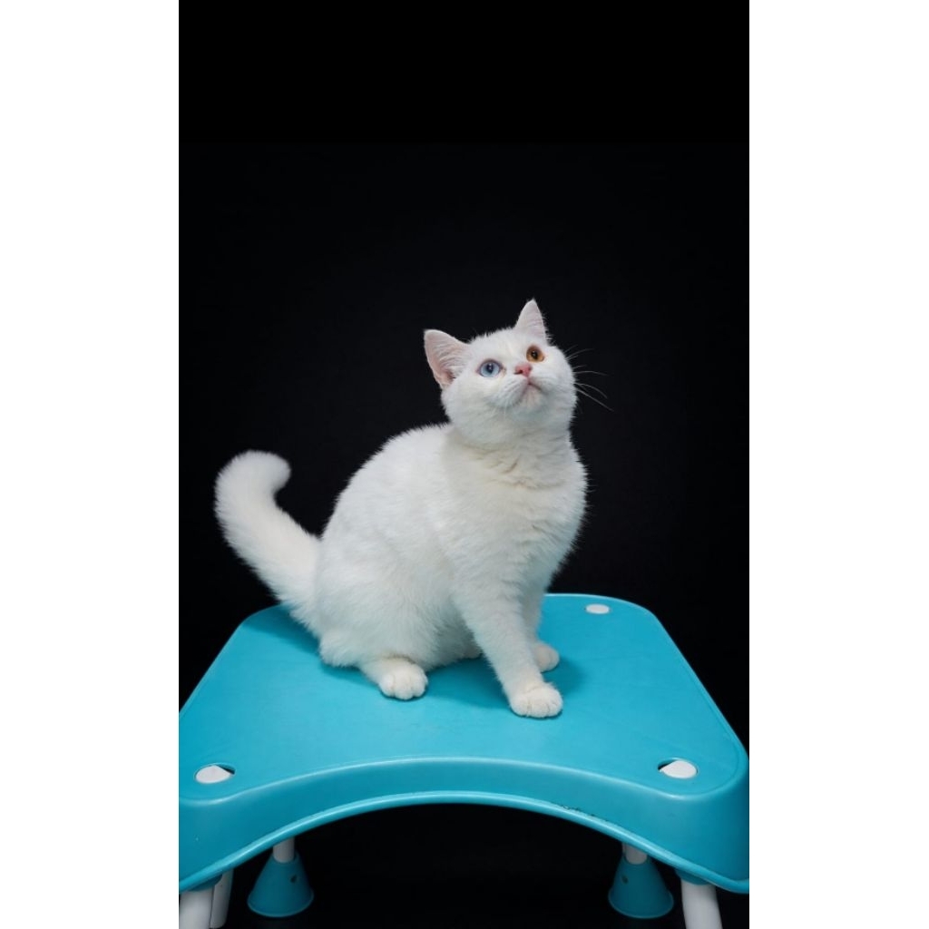 BSH putih jantan odd eye