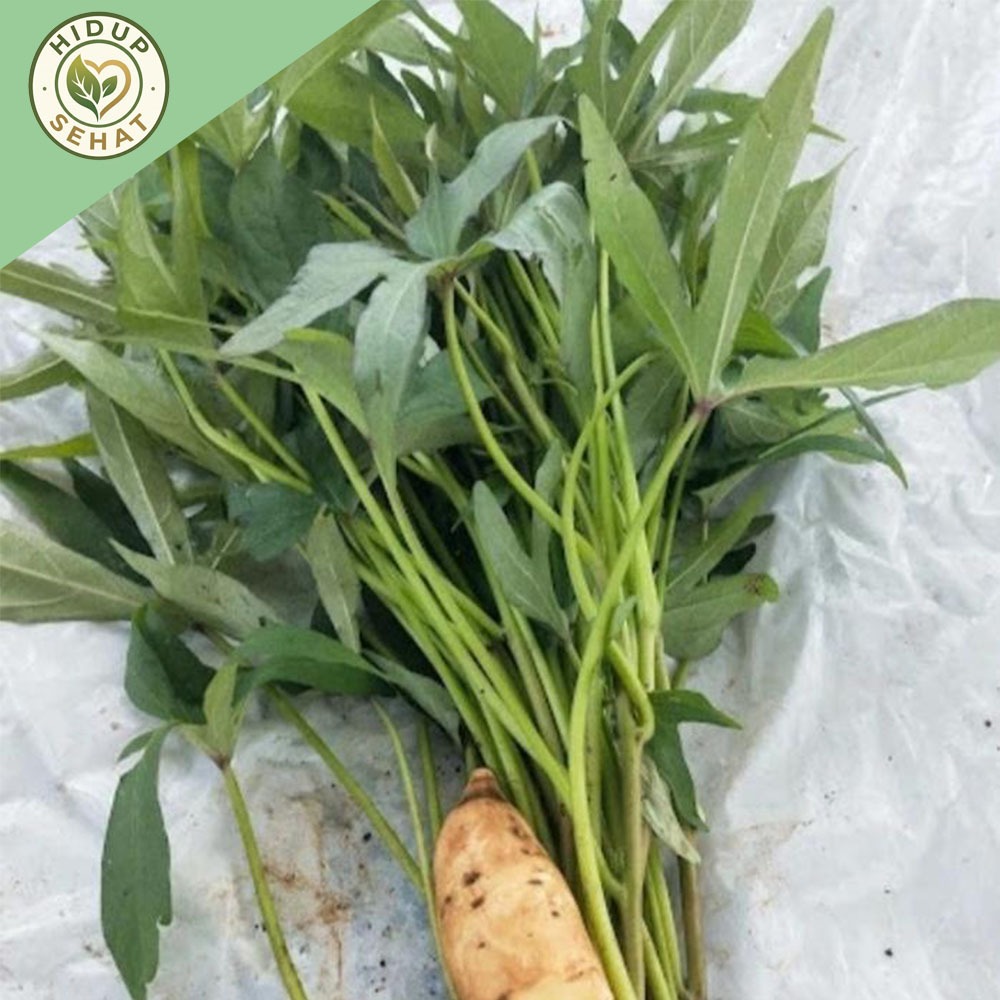 paket 25 Bibit Ubi Cilembu / Bibit Stek Ubi Cilembu