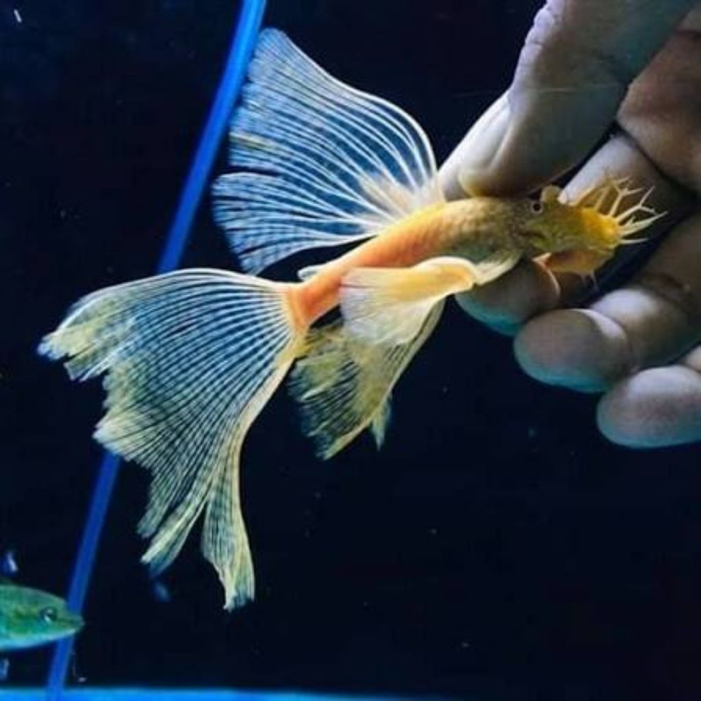 mainan brushmouth albino slayer sapu-sapu albino slayer 4cm