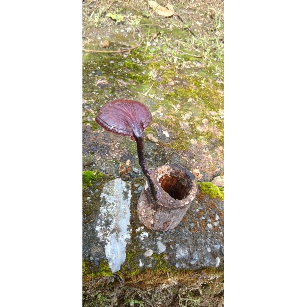 jamur bambu / ong tiing