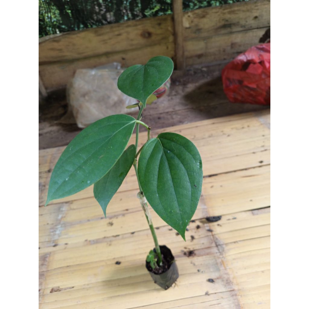 Bibit Lada Sambung Melada Siap Tanam