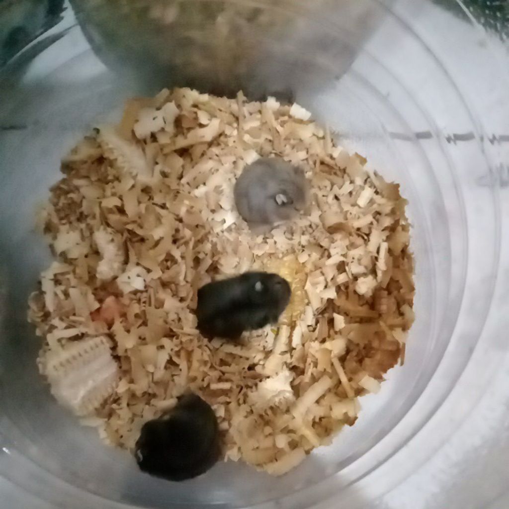 hamster Campbell.