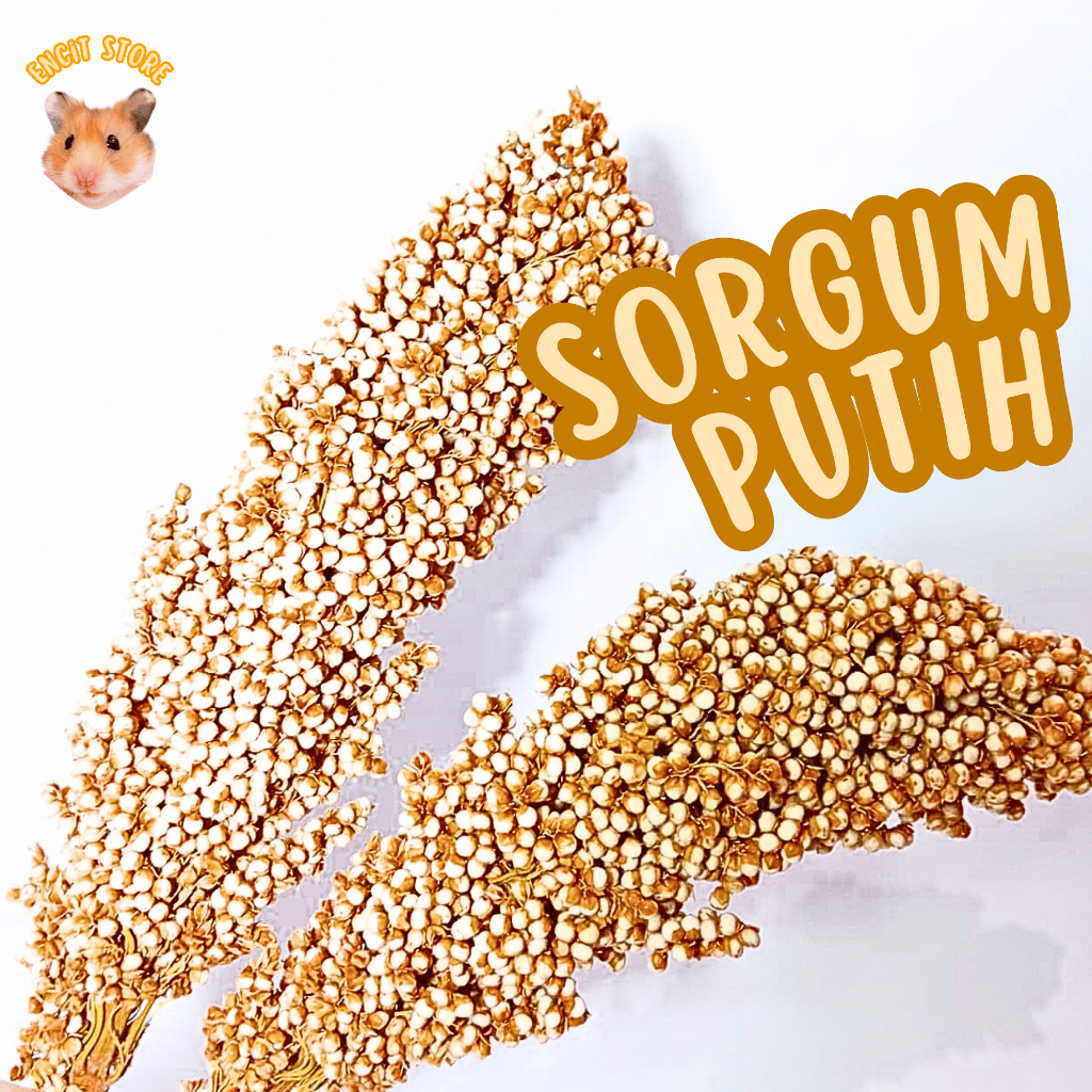 SORGUM PUTIH Hamster