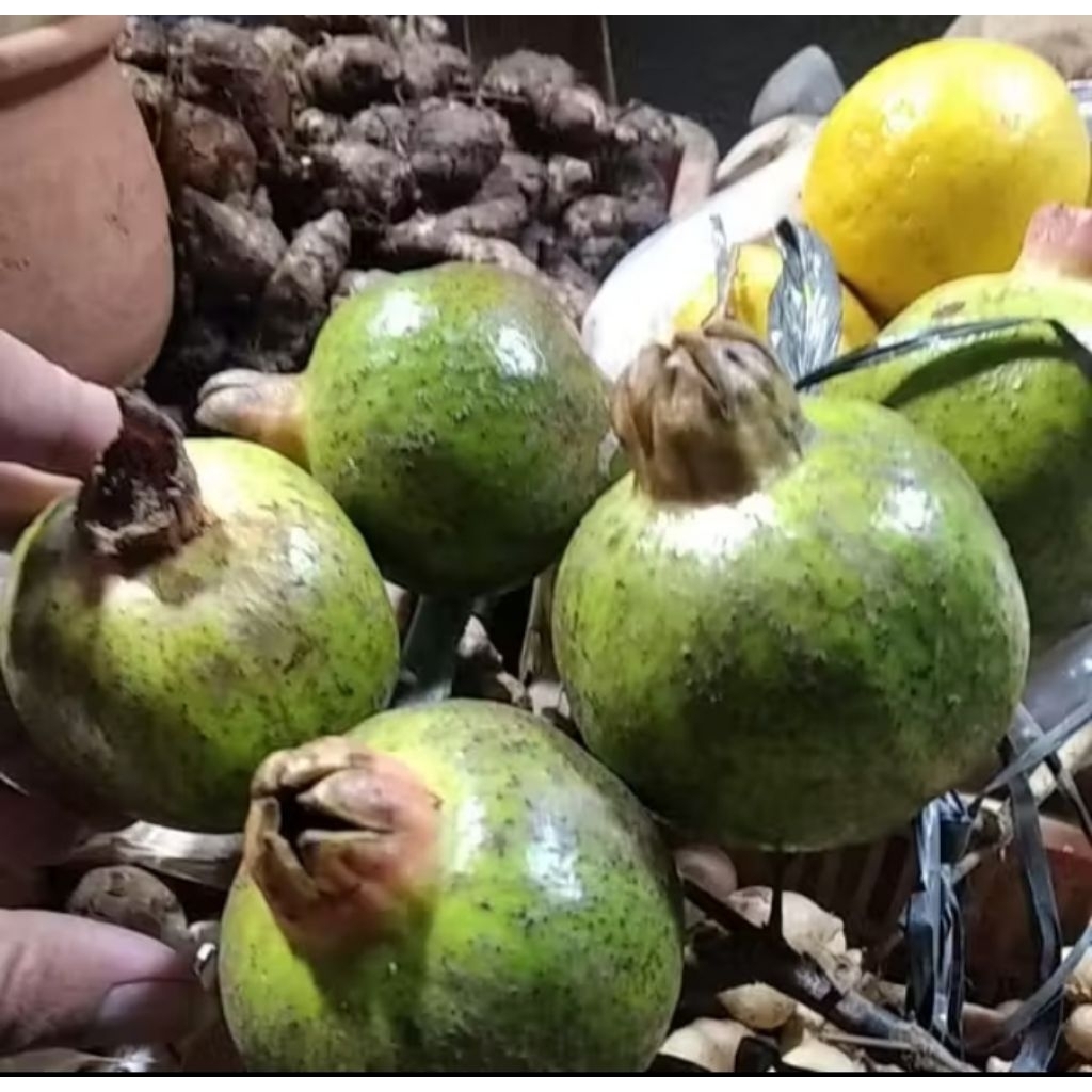 buah delima lokal muda