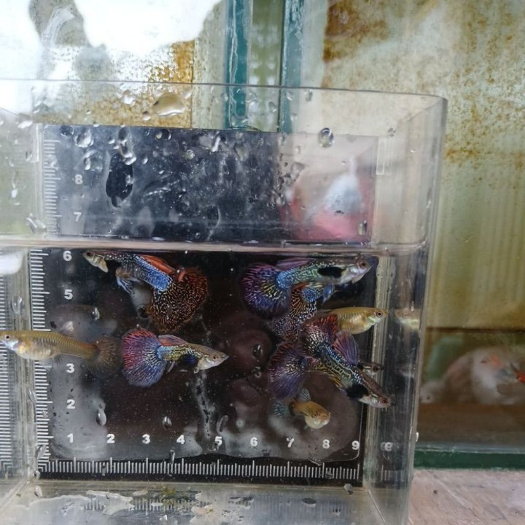 COD Hiasan Aquarium Guppy Red Dragon Sepasang