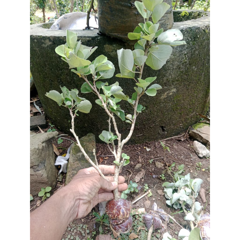 waru jepang hasil cangkok
