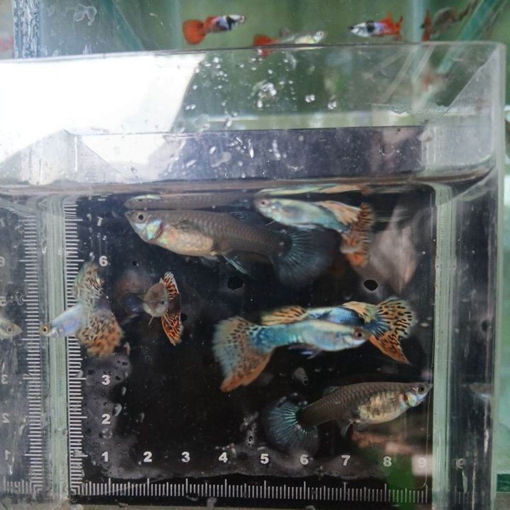 COD Hiasan Aquarium Guppy Prembe Platinum Red Mozaik Sepasang