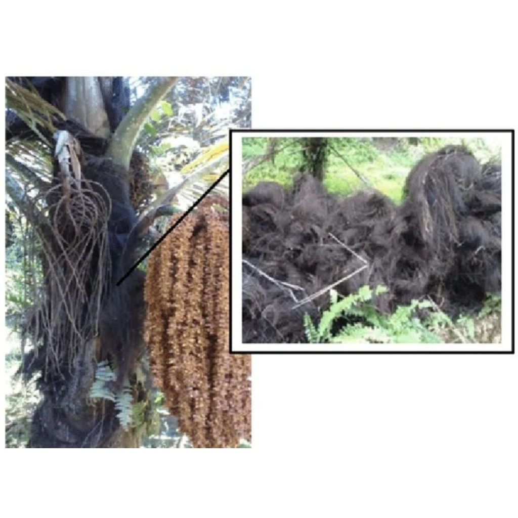 Jual ijuk aren per gulung