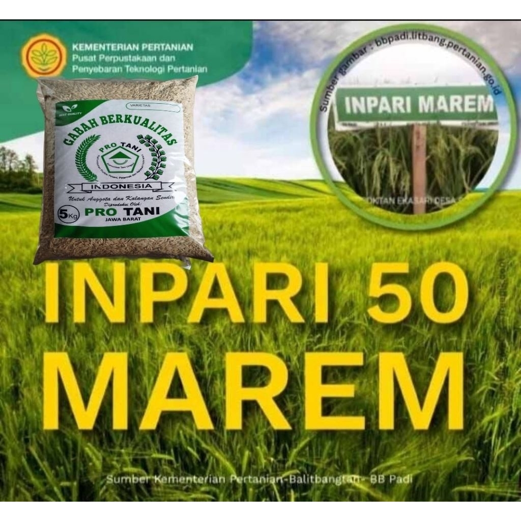 PAKET 10KG BENIH PADI INPARI-50 MAREM SUPER ORIGINAL LABEL PUTIH
