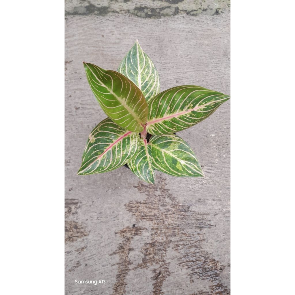 Aglonema ESMERALDA/ESME (Remaja Daun 5+) (2)