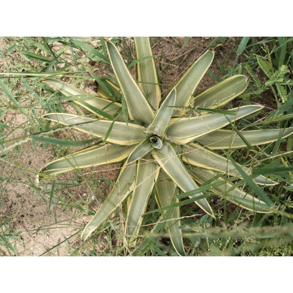 Agave varigata
