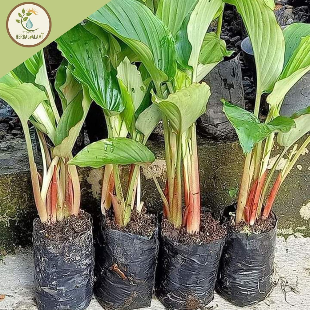 Paket 5 Bibit Kunyit Hitam Asli Dari India Polibeg + bonus