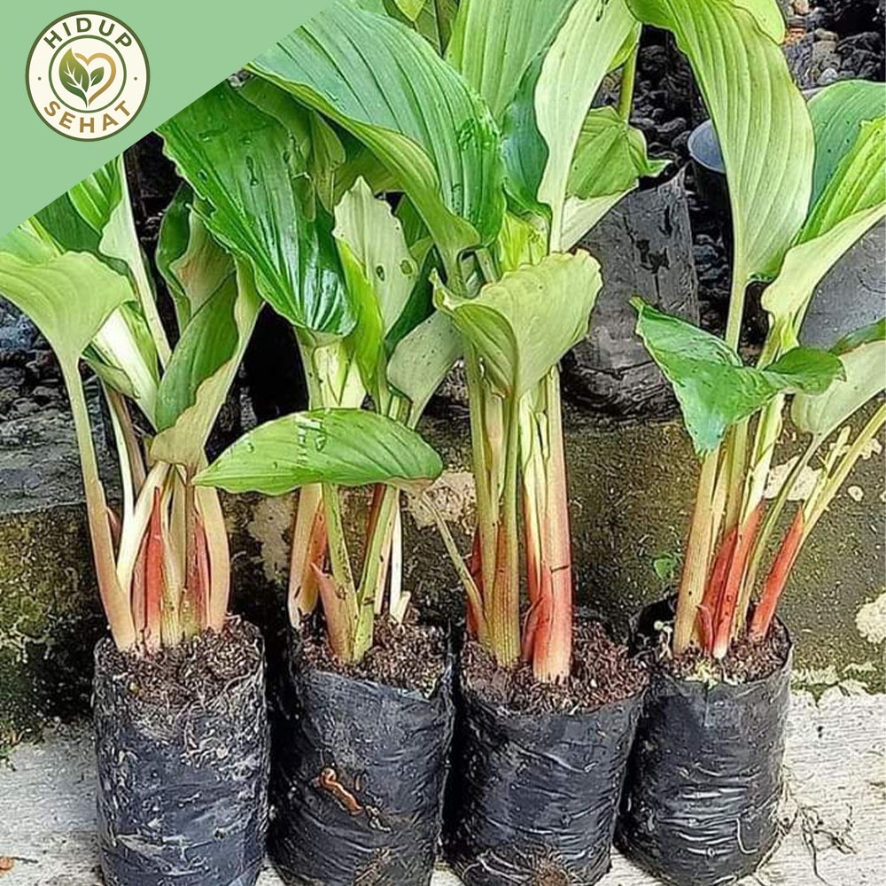 Paket 5 Bibit Kunyit Hitam Asli Dari India Polibeg + bonus