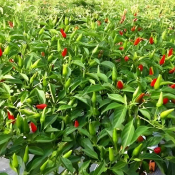 Benih Cabe Rawit Pelita 8 | Bibit Cabai Pedas Lebat Tahan Panas