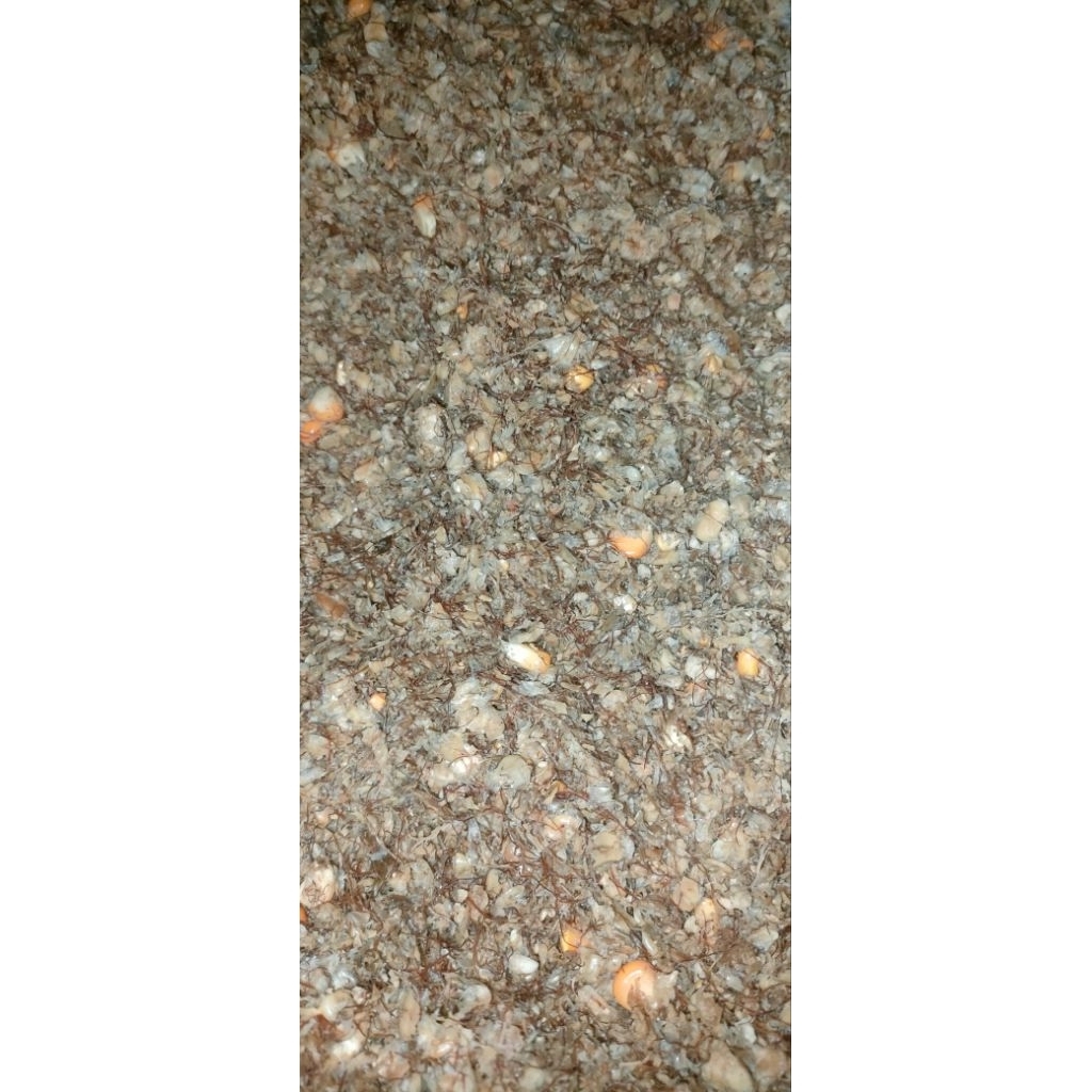 tumpi jagung fermentasi untuk pakan ternak