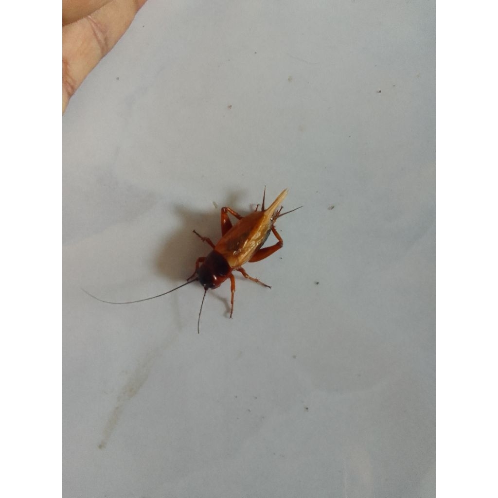 jangkrik bunyi buat masteran satu pasang (2ekor)