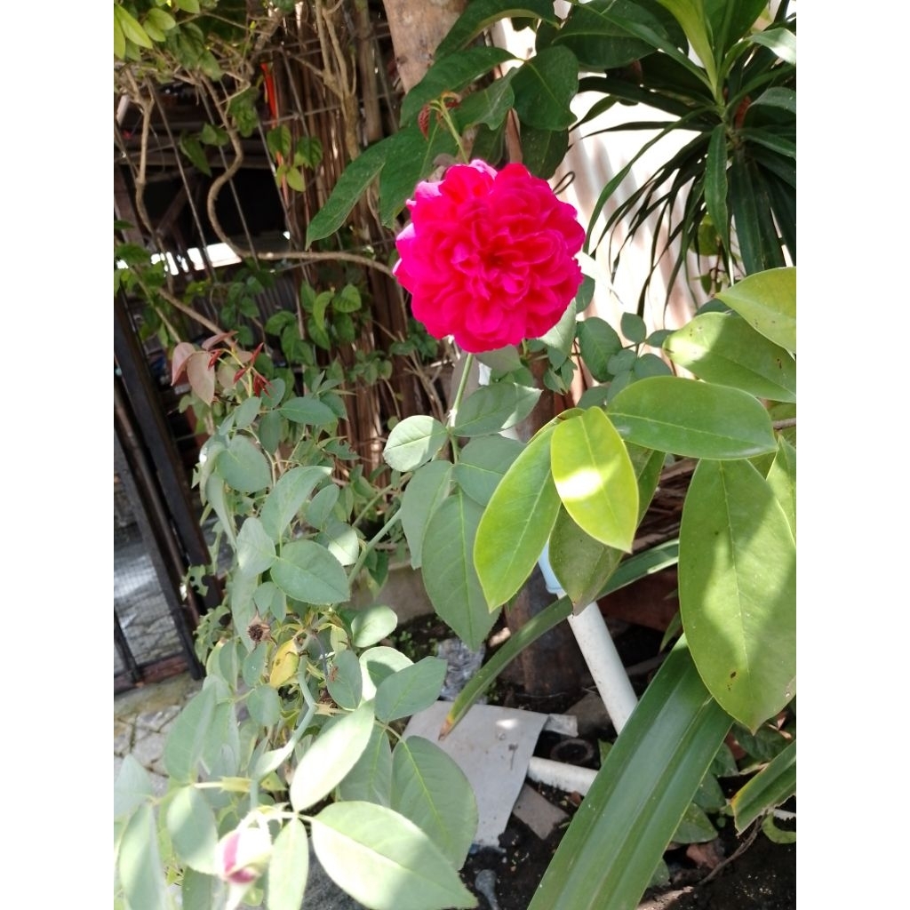 mawar kampung wangi rimbun