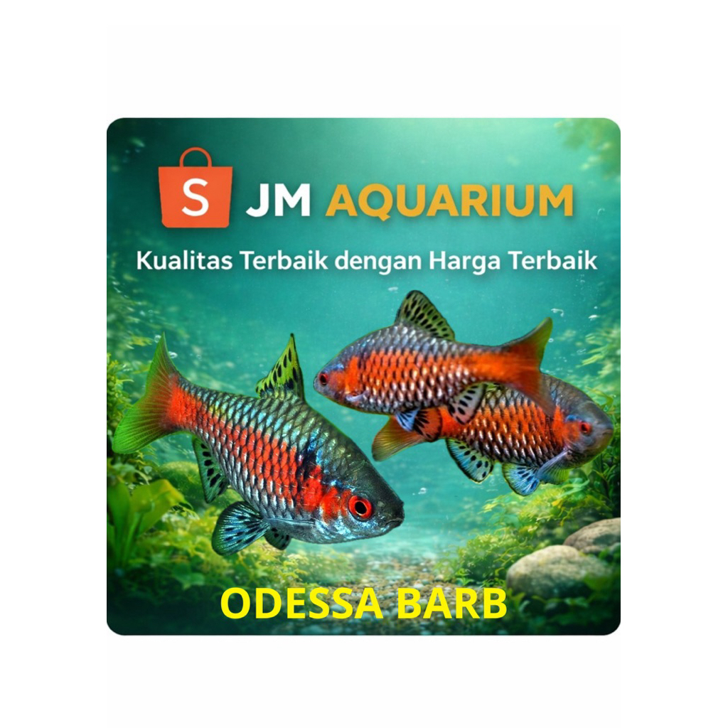 ( INSTAN ) Odessa barb size 3-5cm