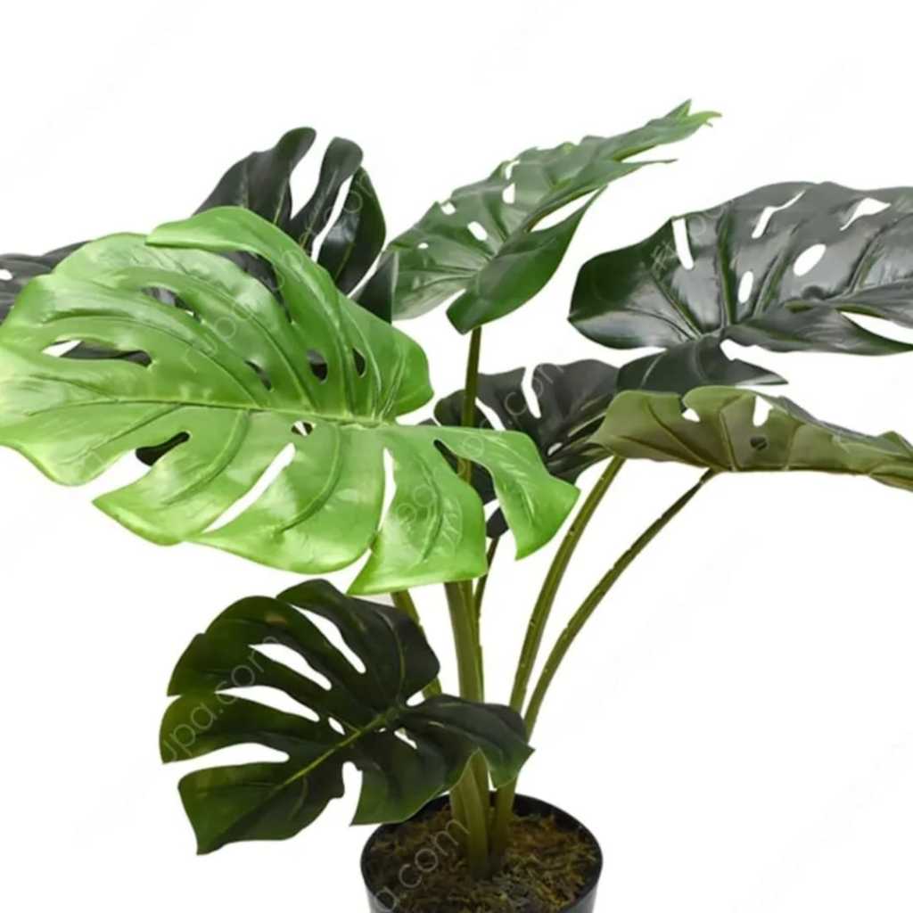 INFORMA ARTIFICIAL TANAMAN HIAS MONSTERA WITH POT // TANAMAN HIAS // JUAL TANAMAN HIAS INFORMA