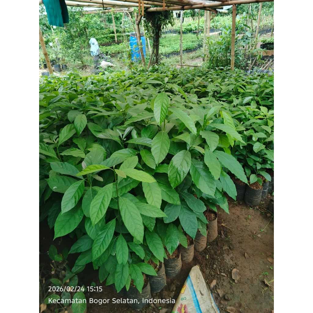 Bibit Alpukat Seedling Batang Bawah Bibit Alpukat Untuk Sambung Pucuk Tanaman Alpukat Siap Tanam