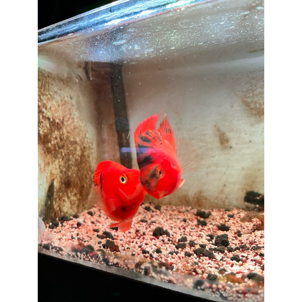 hiasan aquarium Perrot normal ada ekor