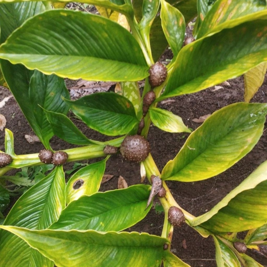 1kg biji katak/bibit umbi porang cepat besar