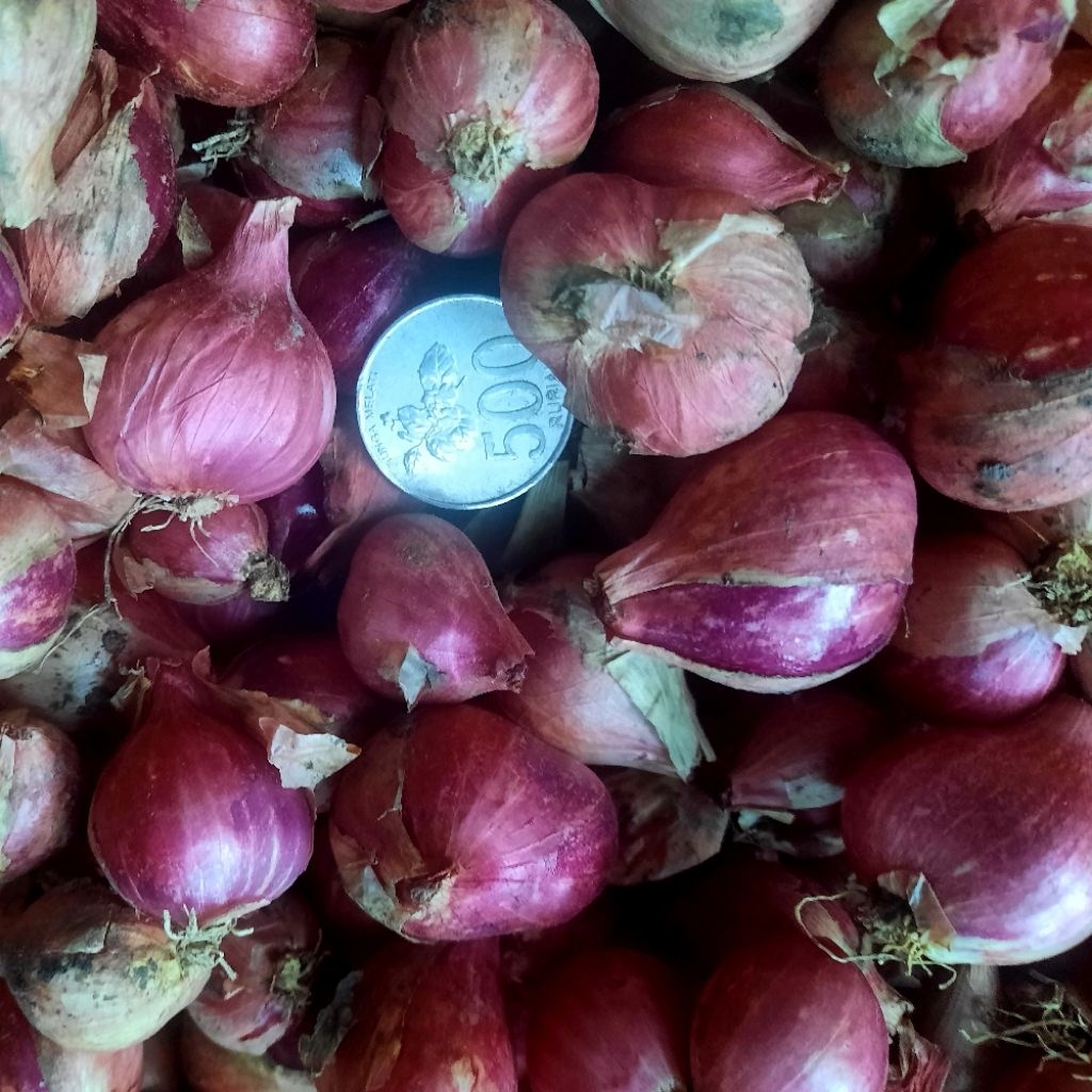 Bawang Merah lokal kulon progo - Kering, Segar, Bumbu Masak Favorit