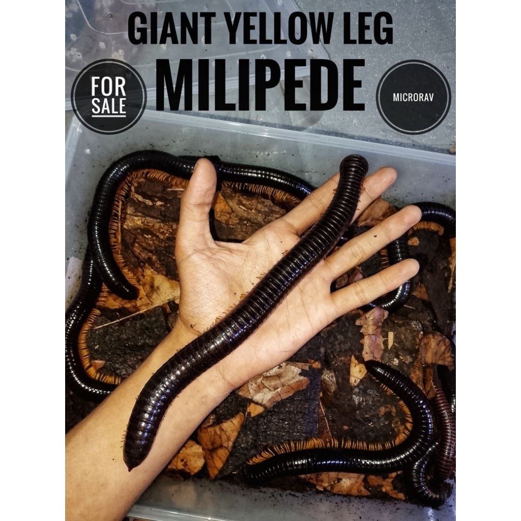 display - KAKI SERIBU " MILIPEDE " ( GIANT YELLOW LEG ) -25CM --MICRORAV--