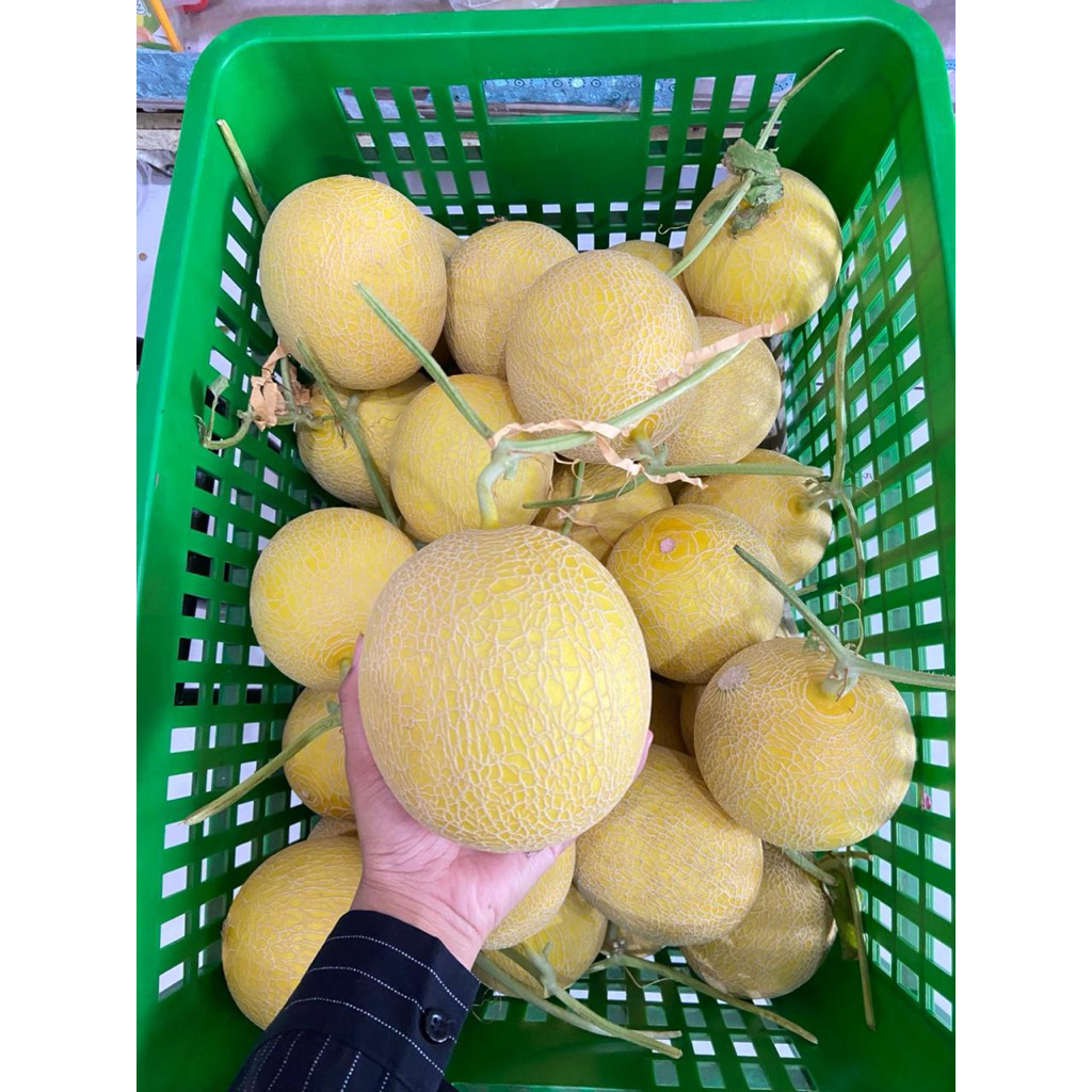 buah melon mini itanon hidroponik golden sunpride  honey globe sweet honey manis brix 14-17 manis ho