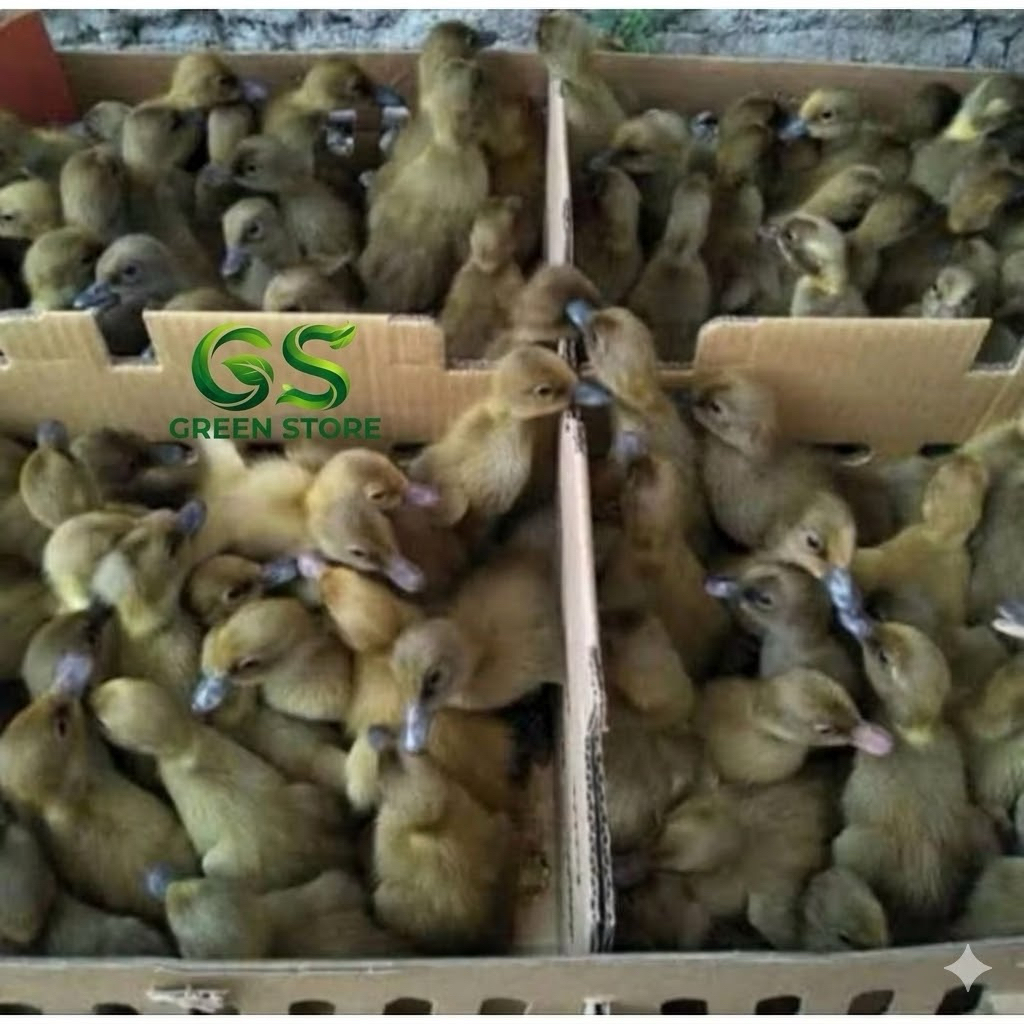 TERMURAH,DOD Bibit bebek lokal pejantan  pemgiriman Instant Bandung dan sekitarnya