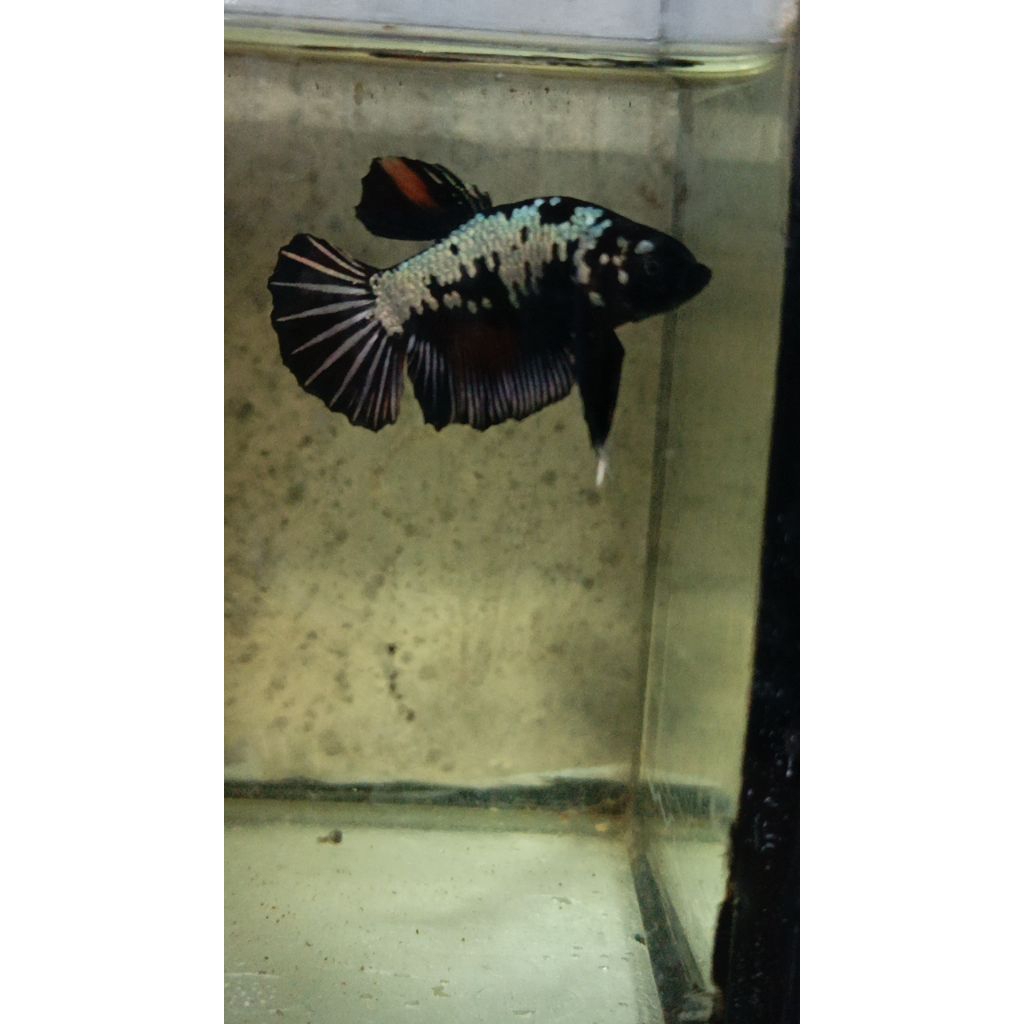 ikan cupang black samurai