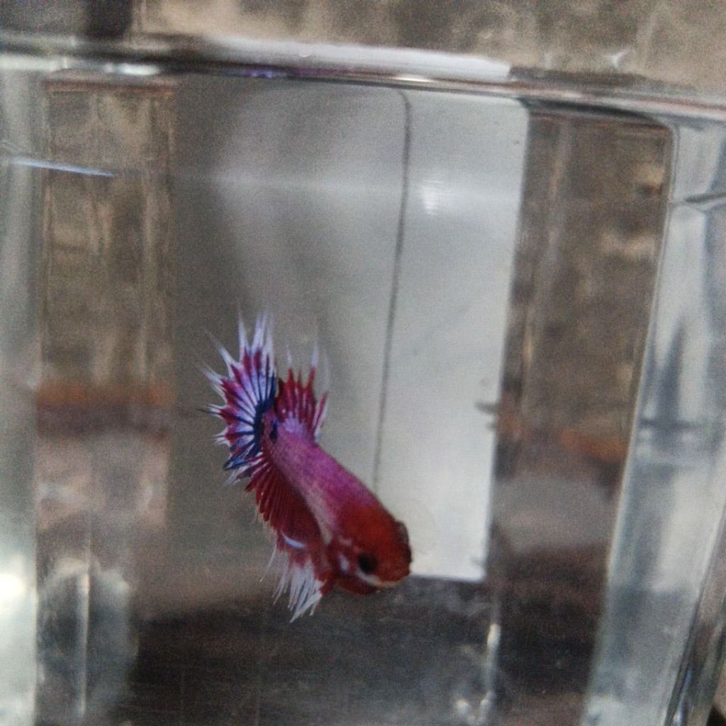 ikan cupang Crowntail 1 pair
