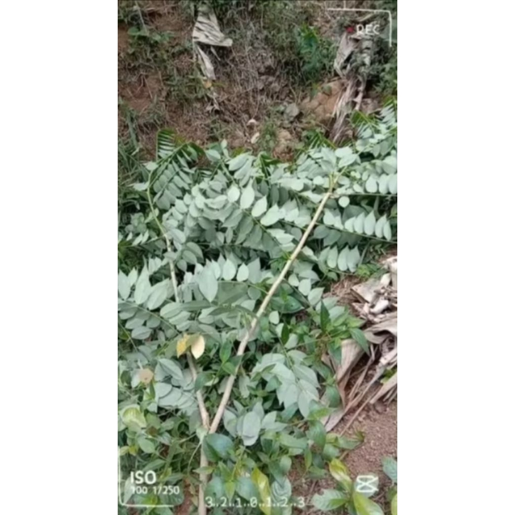 indigofera bibit tanaman 1kg
