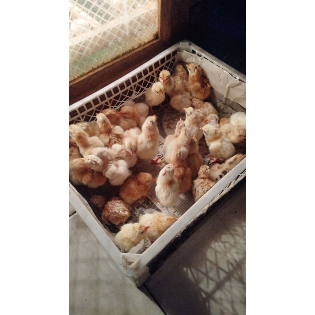 DOC AYAM ELBA ORIGINAL