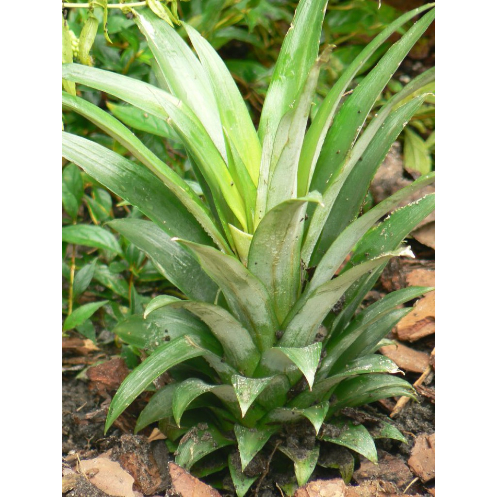 Bibit nanas madu, 1 biji bibit nanas madu