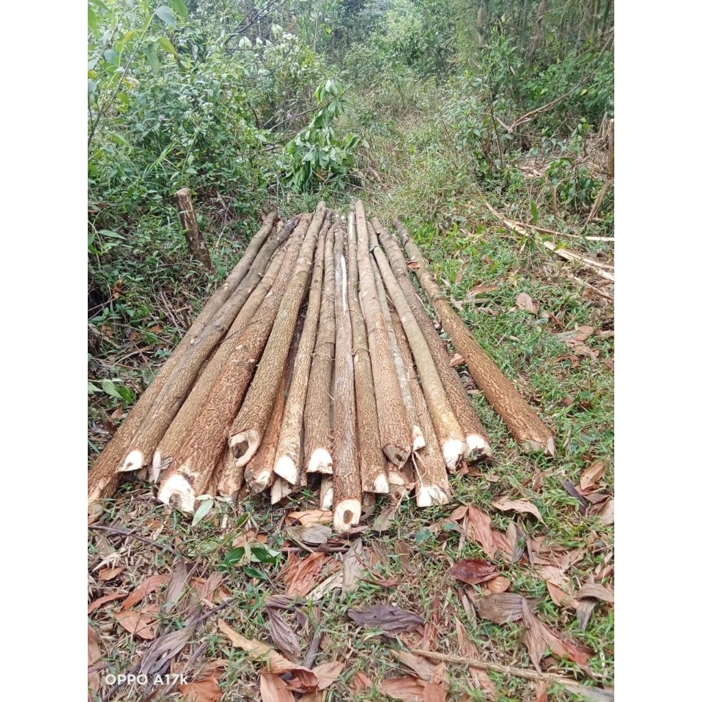 Kayu Dolken Lokal 8 10 cm Jakarta | Dolken Proyek Bangunan