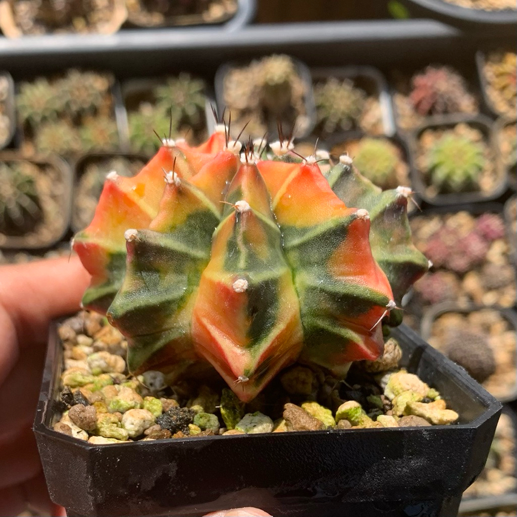 gymno miha var pink tower gymnocalycium mihanovichii mihanovichi kaktus tanaman hias hidup gurun dur