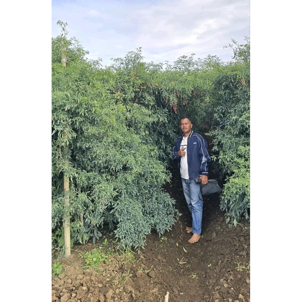 original 20gr bibit cabe lokal siboras tinggi sampai 2 meter