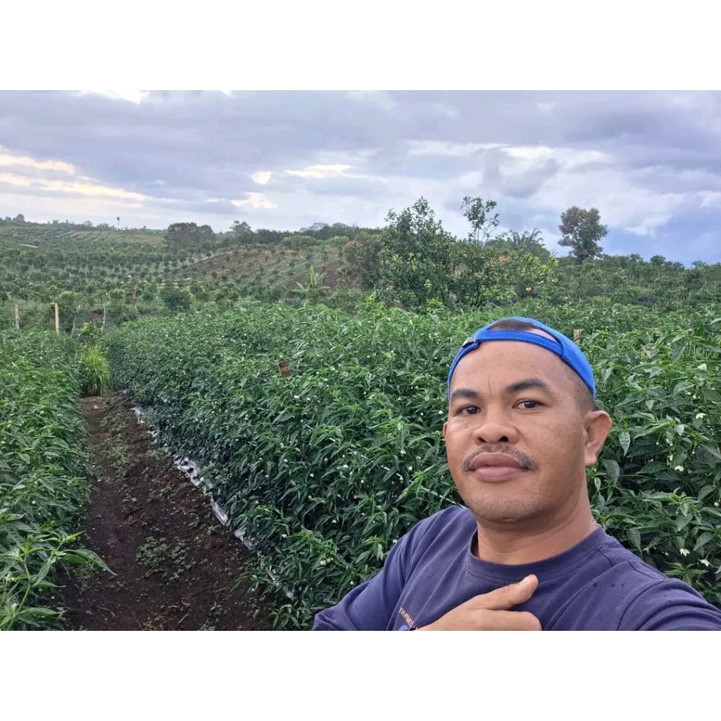 original 10gr bibit cabe lokal siboras