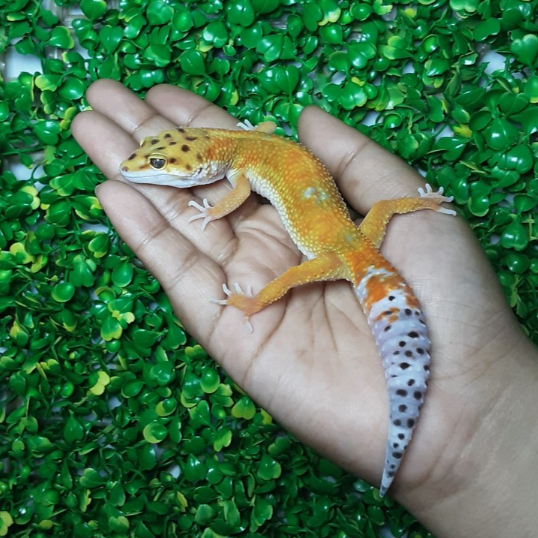 Leopard Gecko Emerine (Tomato Line) | Gecko Sehat Aktif | Reptile Jinak Mudah Dipelihara - EM05F