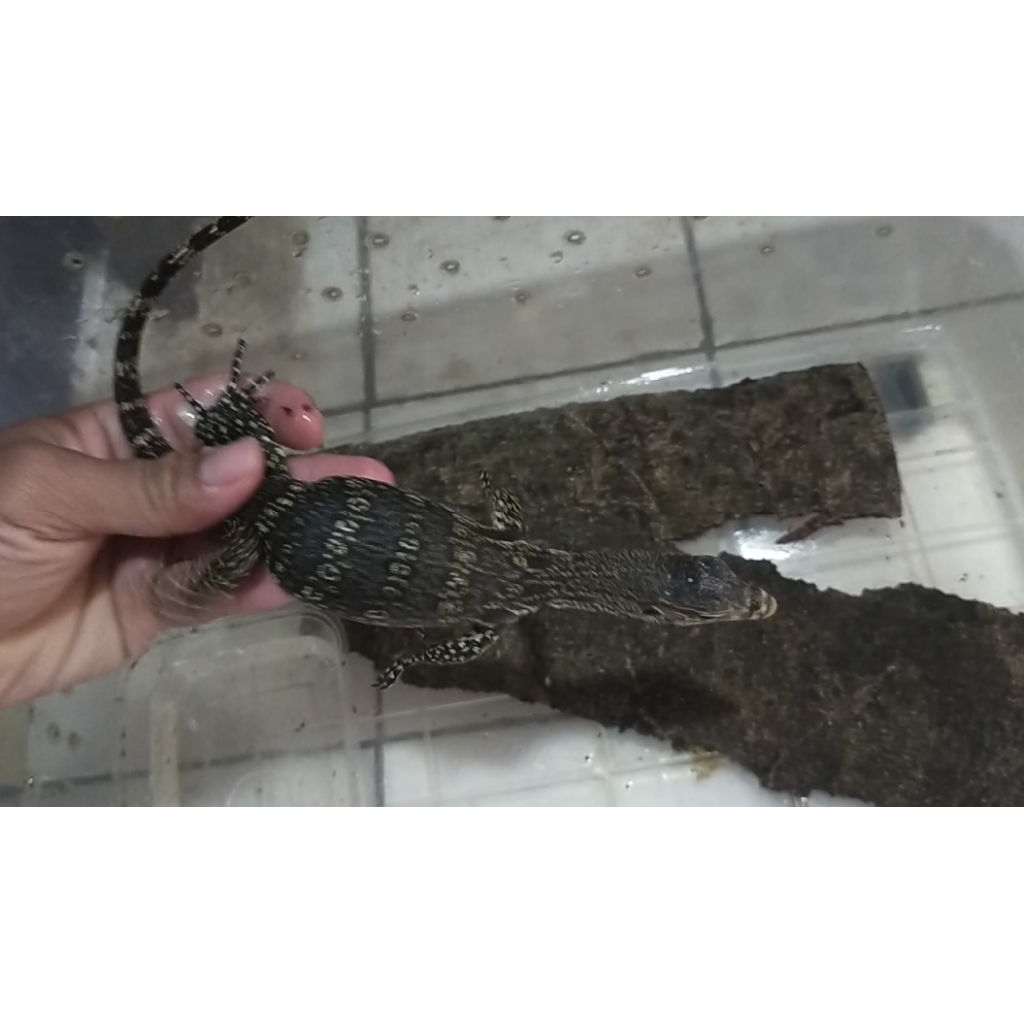 varanus salvator Beby up keepan