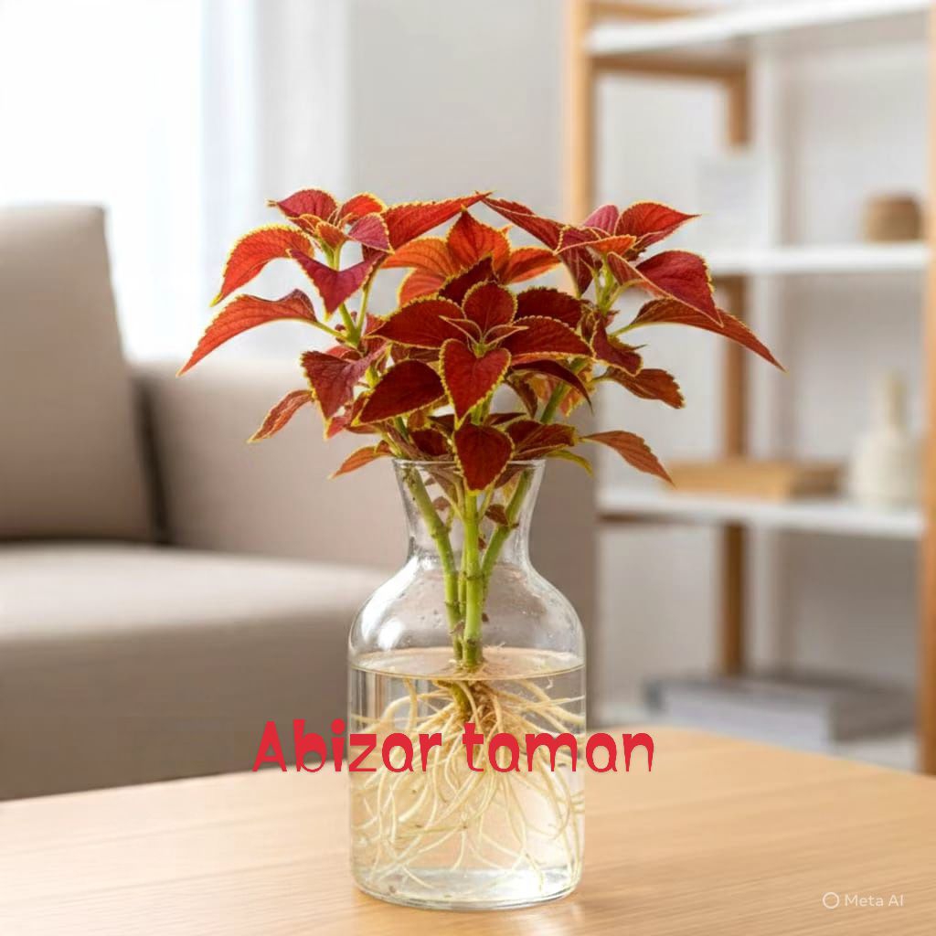 tanaman hias miana merah.super rimbun.super merah