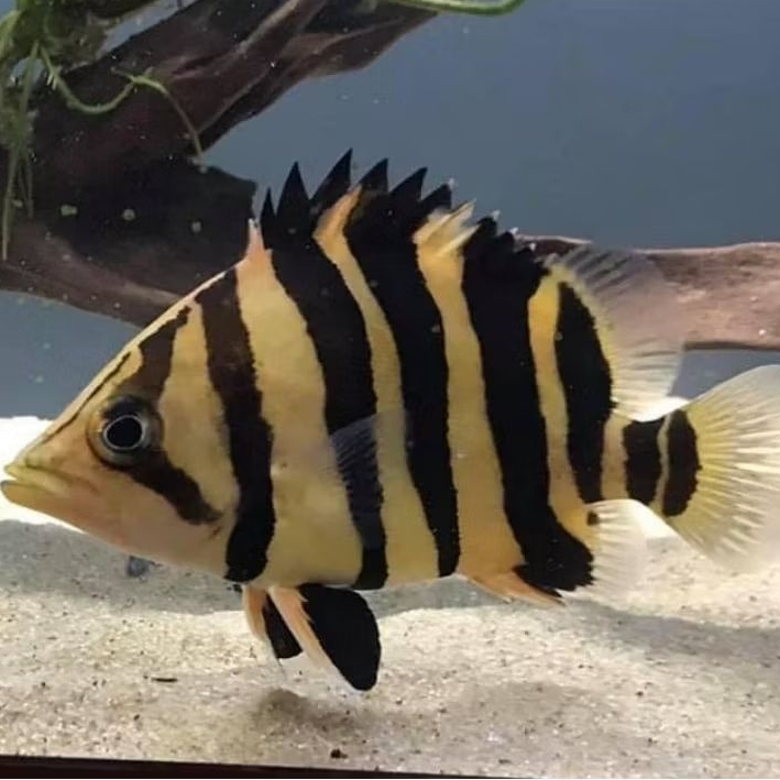 datz sumatera 4 bar/datz sumatra/datz cb cn 6 cm