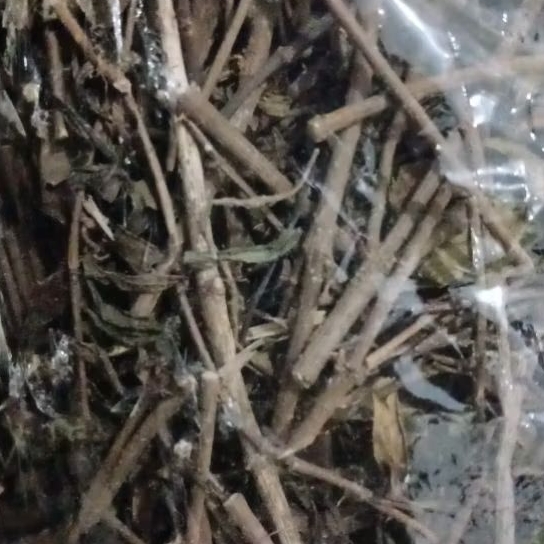 1kg Kumis Kucing Kering Hutan (Batang Bulat)