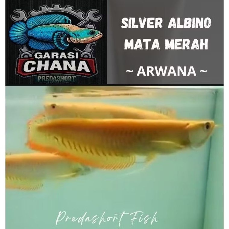 ARWANA SILVER ALBINO premium berkualitas bergaransi