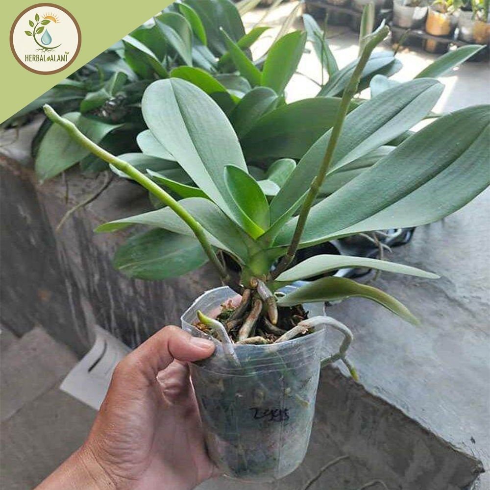 PROMO Anggrek Bulan Dewasa Dan Mini Siap Berbunga