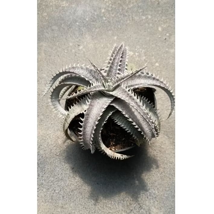 Dyckia Marnier White